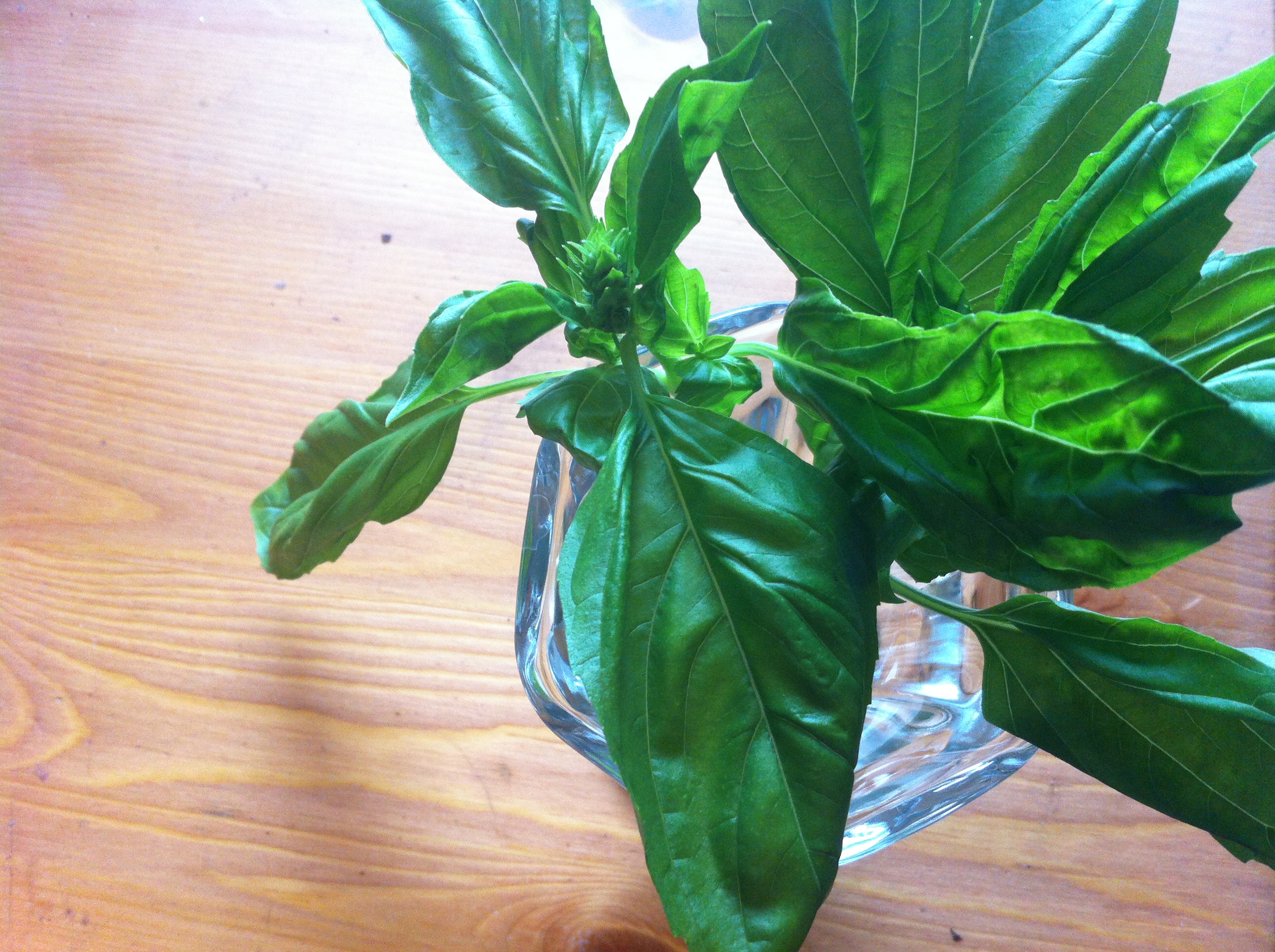 Basil!