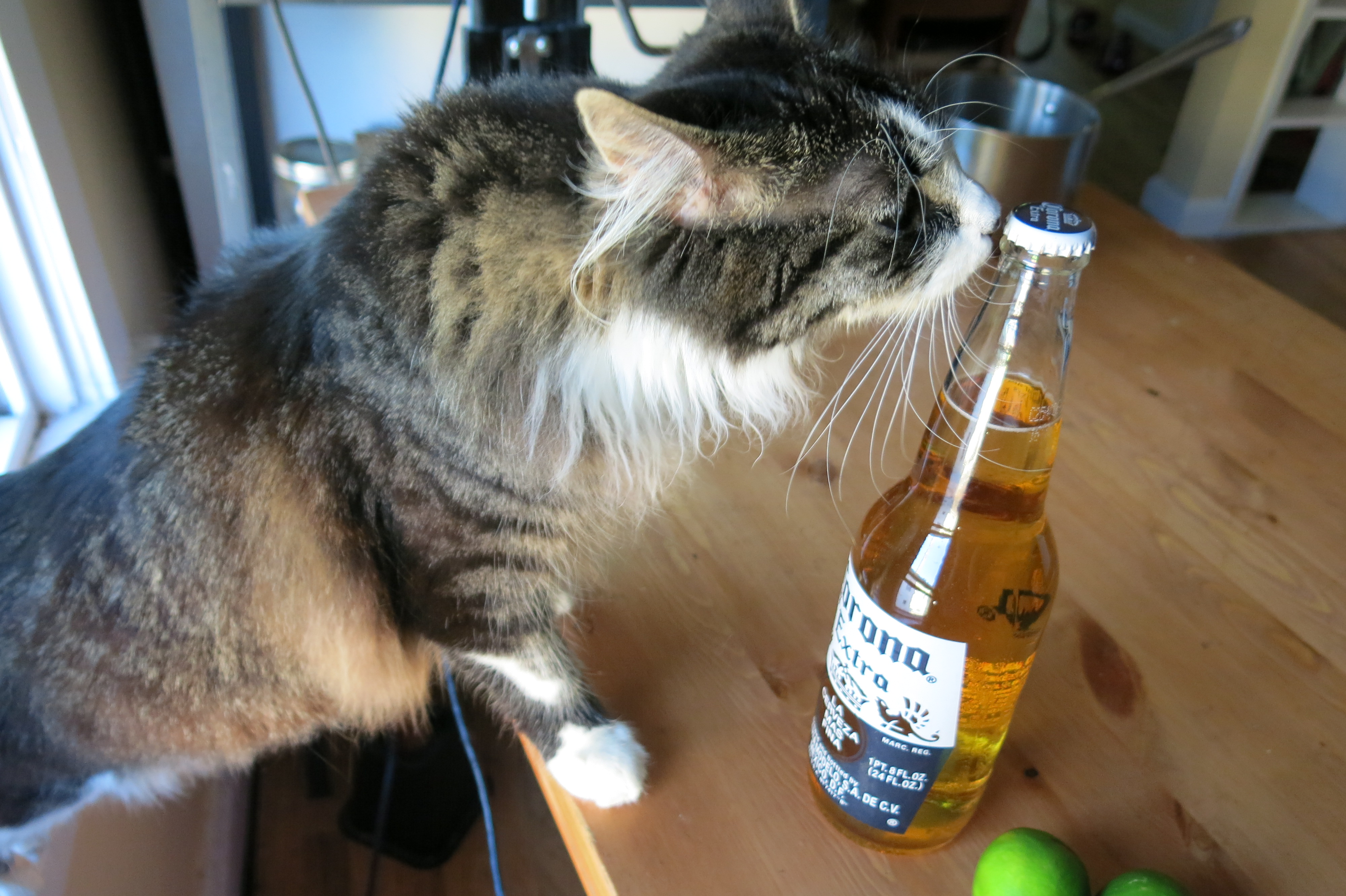Thirsty kitten
