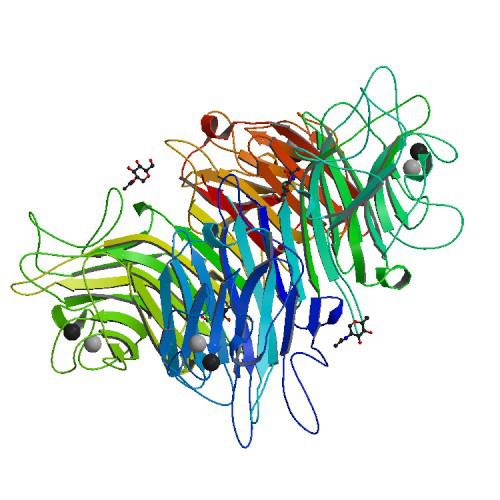 Kidney bean poisoning | fchem101.myerspdx.net